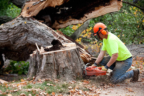 Best Aeration Services  in Fulton, IL