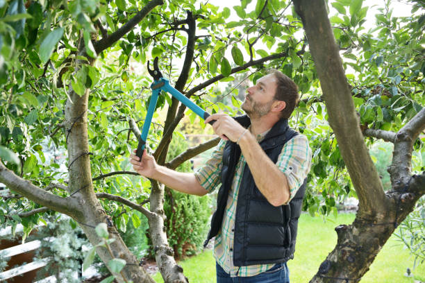 Best Tree and Shrub Care  in Fulton, IL